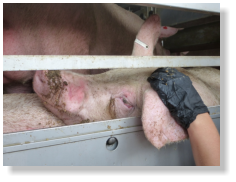 Dieses Schwein starb am 13.06.2022 im Vion-Schlachtbetrieb, Boxtel (NL)