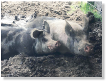 Schweine auf dem Lebenshof "Tierisches Glck" e.V.